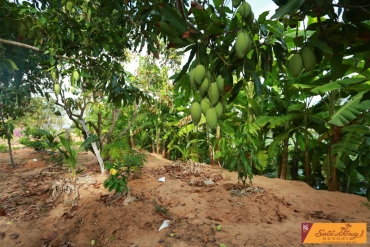 Vườn cây ăn trái